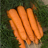 Морковь Нантская 4 фото 3 